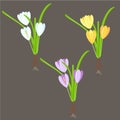 Crocus. Yellow. blue, violet spring flowers, green leaves on black background